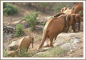 Emily's herd moving along the base of Msinga hill