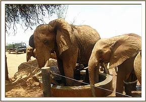 Laikipia climbing into the water trough