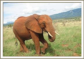 Laikipia enjoying the green grass