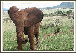 Tsavo grazing