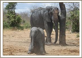 Mwende scratching