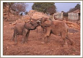 Kanjoro plays with Orwa