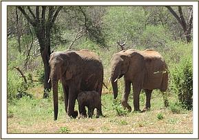 Nasalot, Wiva and Wendi