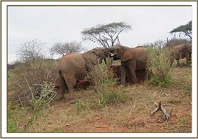 Orwa plays with Mutara