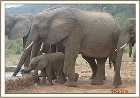 Wiva having a drink of water