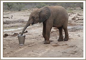 Namalok drinking his milk