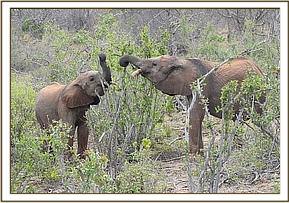 Namalok and Kauro browsing together