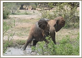 Namalok cooling off in the water