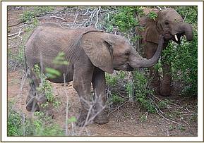 Lemoyian chattign to Ukame