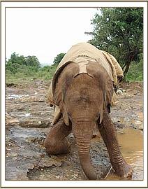 Lempaute playing near some water