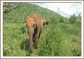 Lesanju takes the lead