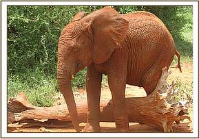 Lempaute playing with a tree trunk