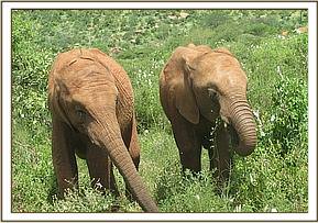 Sinya left & Mzima browsing together