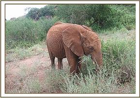Lempaute stuffing food in her mouth