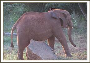Lesanju scratching