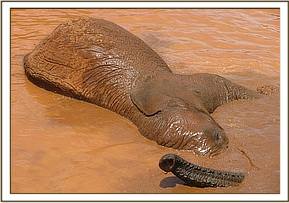 Lempaute wallowing