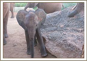 Emily's calf