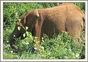 Lempaute feeding