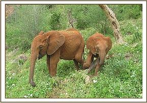 Lempaute with grass on her back & Taveta