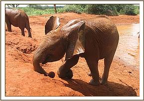 Sinya soil bathing