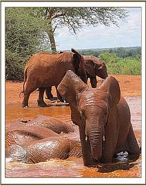 Lesanju and the others at the mudbath