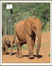 Thoma front with Edie's calf