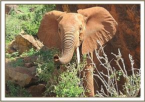 Mpala sniffing