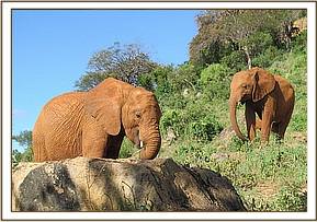 Sinya left and Mzima browsing