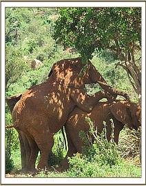 Mpala riding onto Siria's back
