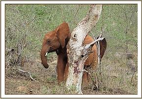 Lesanju scratching