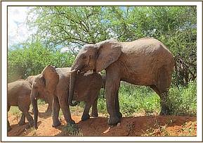 Lualeni with the babies