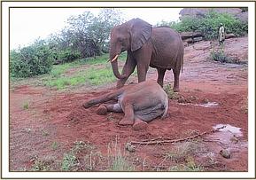Lualeni watching over Ololoo