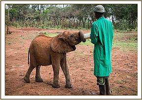 Sattao having his milk