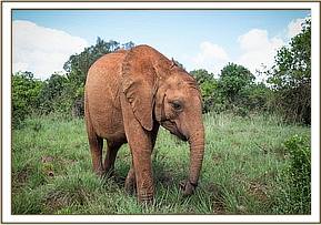 Enkesha out in the bush