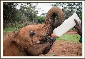 Emoli having his milk