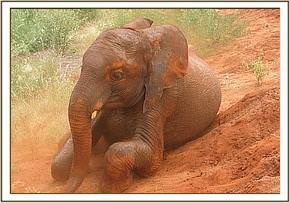 Lesanju in a dustbath game