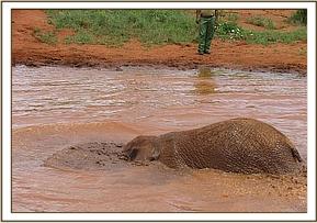 Lempaute in deep water