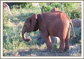 Lempaute grazing