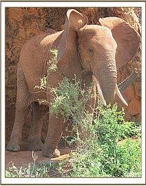 Mpala scratching