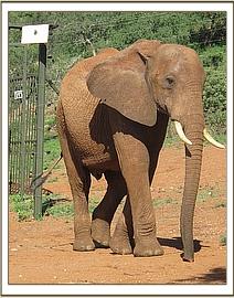Laikipia