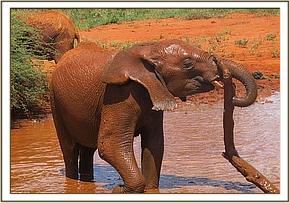 Lesanju playing in the mudbath