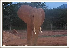 Tsavo at the stockade