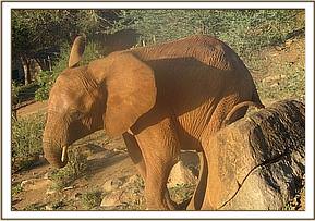 Lempaute scratching on a rock