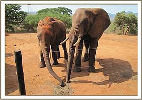 Burra and Laikipia enjoying some Copra cake