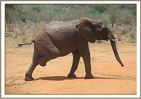 Lualeni scratching herself