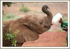 Lempaute having her milk
