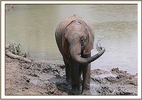 Ihtumbah mudbathing