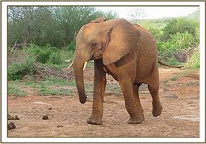 Madiba