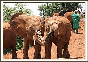 Orwa and Murera being friendly