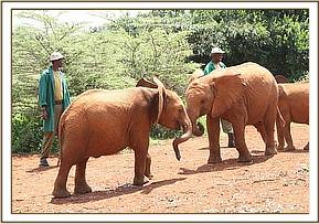 Arruba and Ngasha strength testing